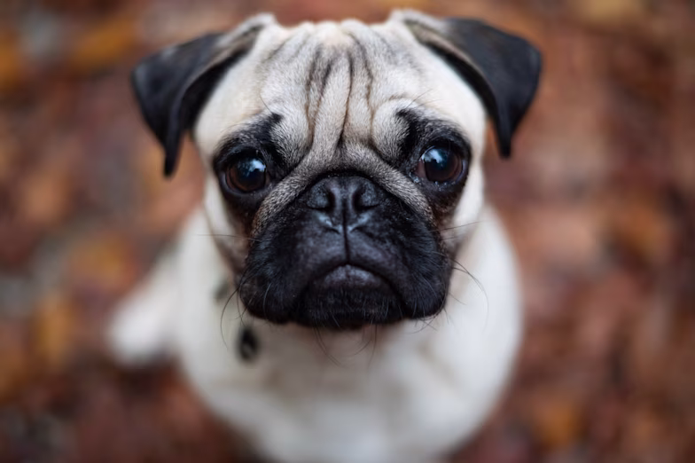 Pug Dog