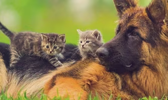 two cats sitting on top of big dog 
