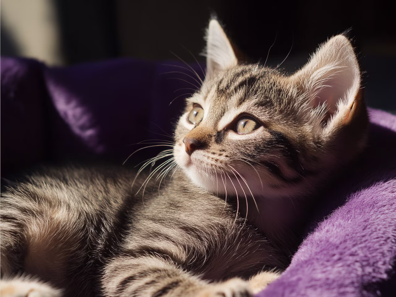 cat against purple background