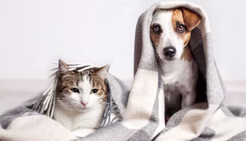 Dog and cat
