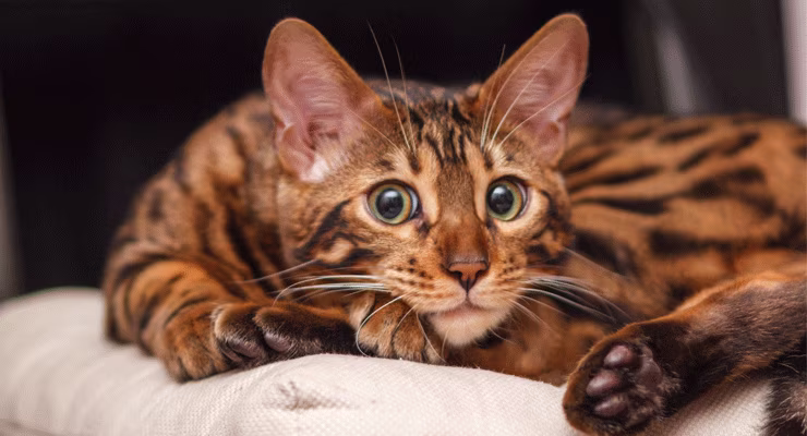 Bengal cat