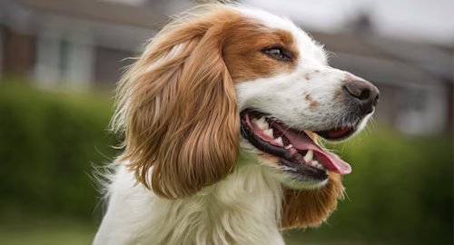 Cocker Spaniel