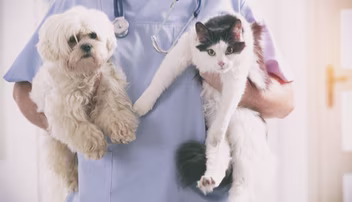 Vet bills