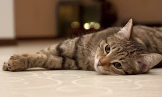 Woman on laptop with MoneySuperMarket logo displayed