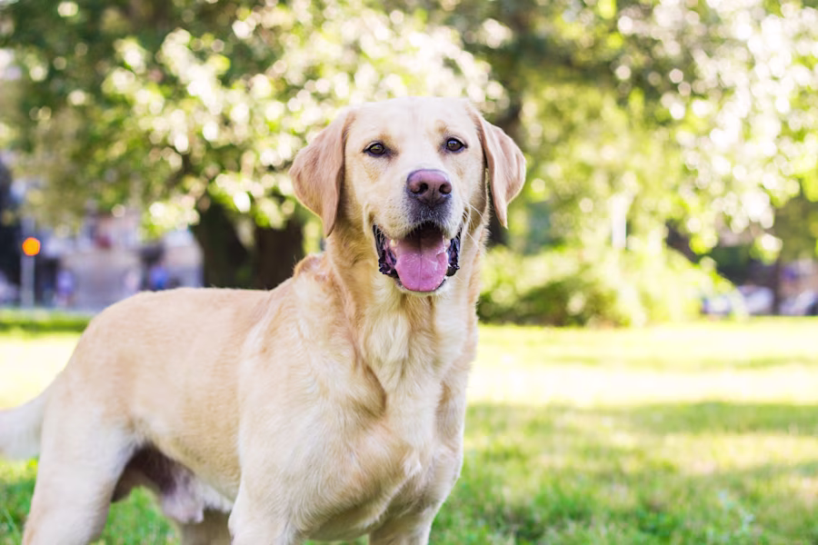 Labrador dog