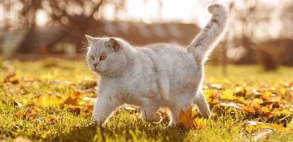 Woman on laptop with MoneySuperMarket logo displayed