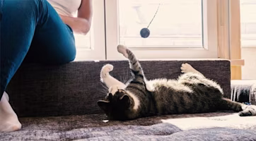 Older cat lying on its back plays with a ball