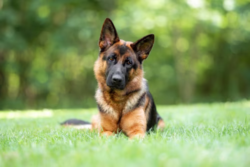 German Shepherd