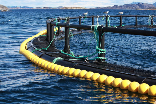 aquaculture Salmon Norway