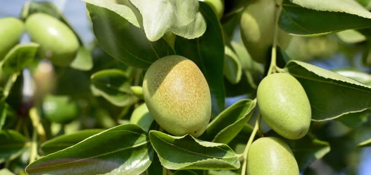 A photo of kakadu plums on the tree