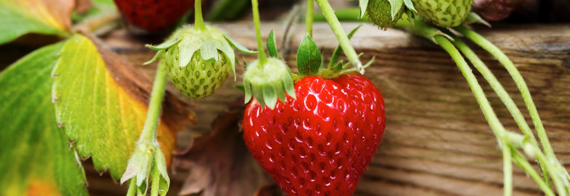 A close up photo of strawberries
