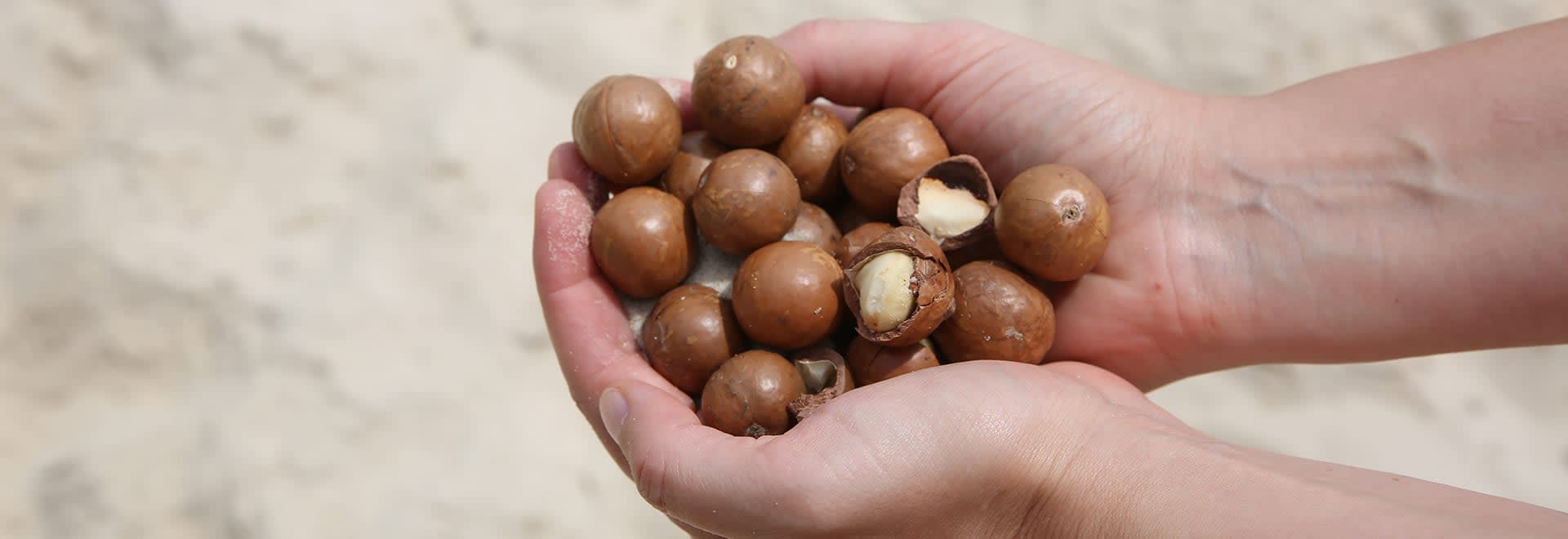 A photo of macadamia nuts holded in hands