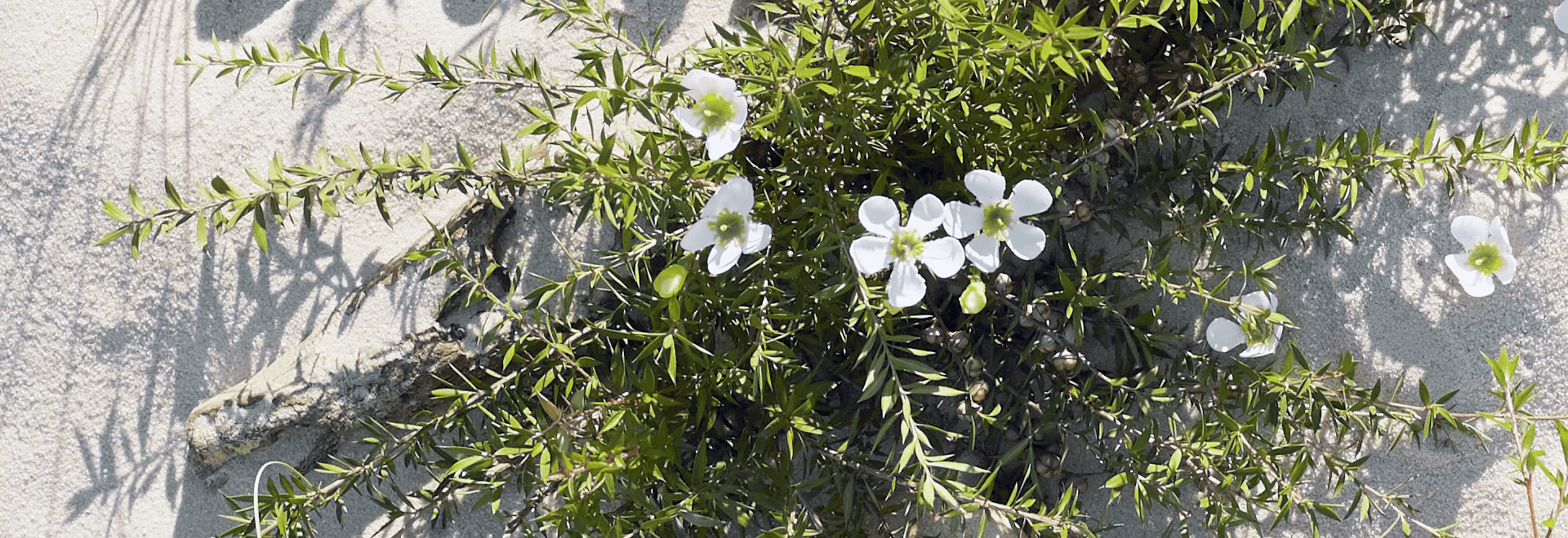 a photo of manuka flowers on the beach