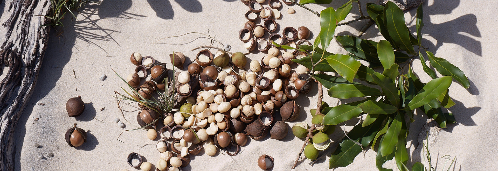 A photo of macadamia nuts in the sand