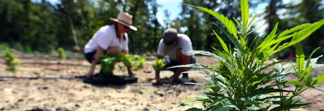 A photo of gardeners taking care of hemp in the tillage