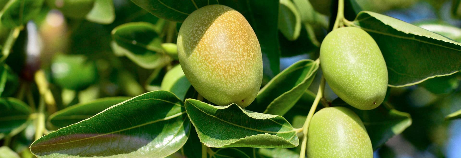 A photo of kakadu plums on the tree - a close up photo