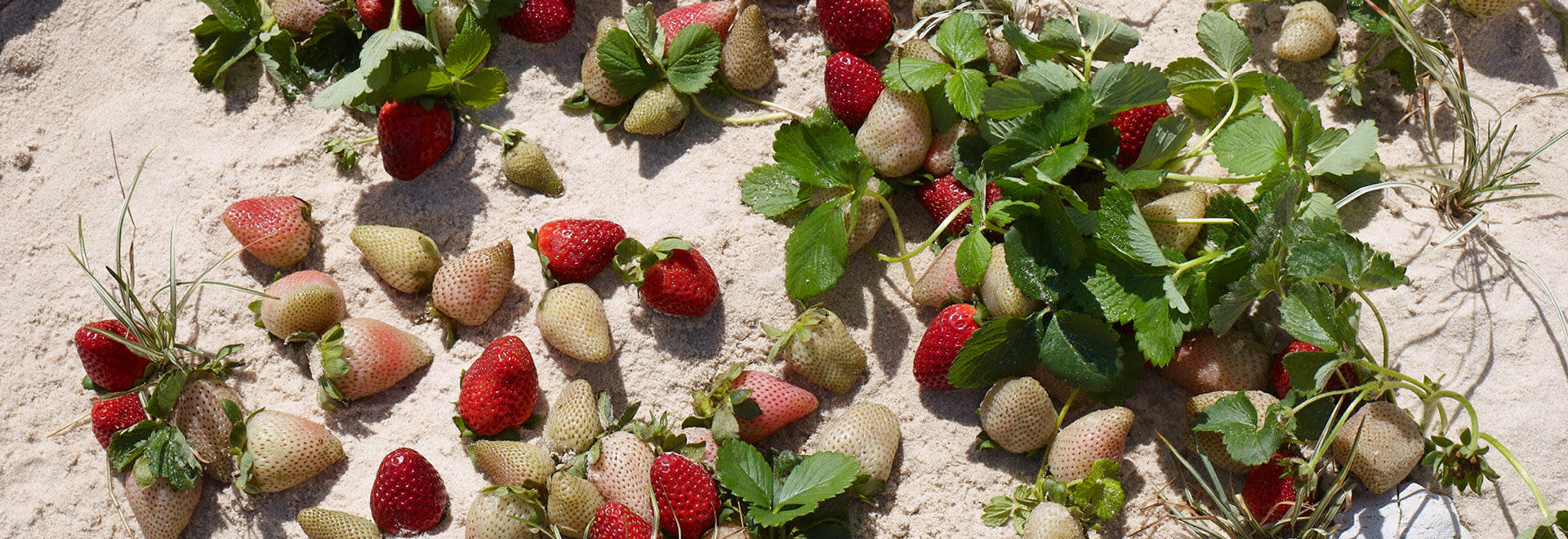 A photo of stawberries in the sand on the beach