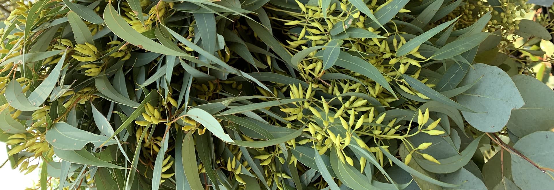 Picture of eucalyptus leaves