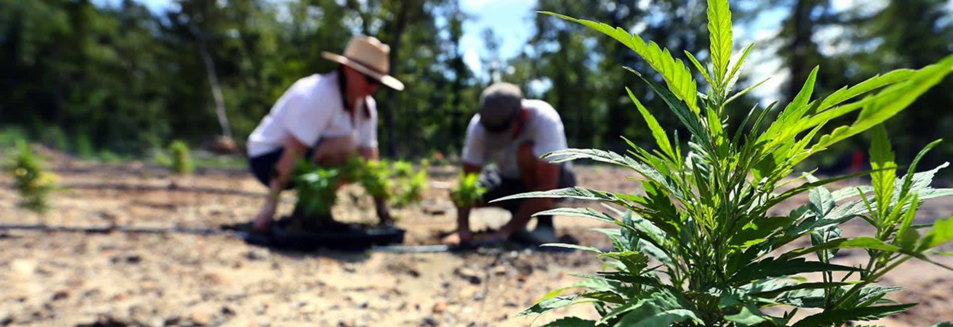 Picture of 2 people planting hemp