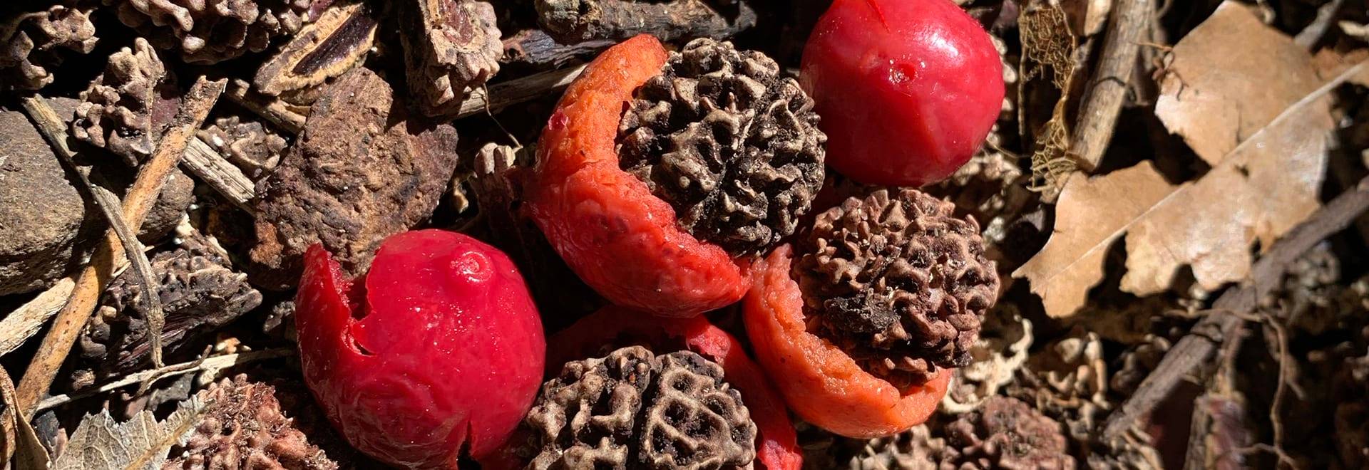 A photo of Australian peaches fragmented zoomed in