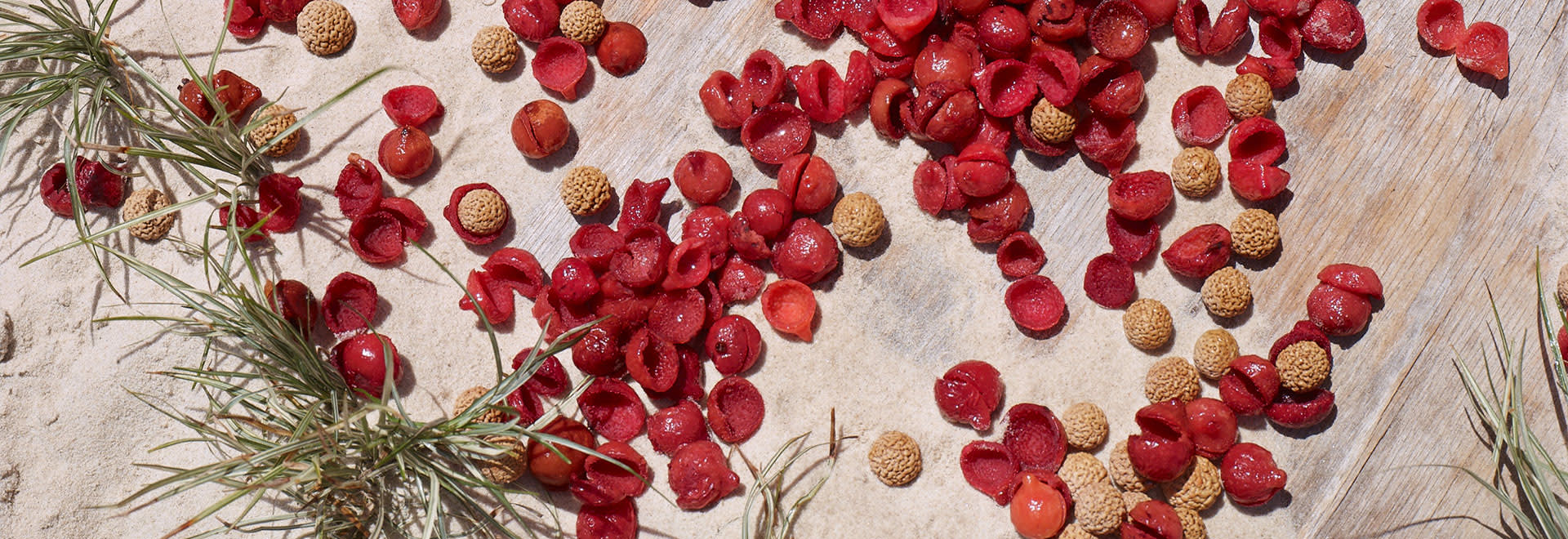 A photo of australian wild peach on the sand and wooden path