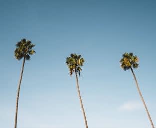 Picture of 3 palm trees