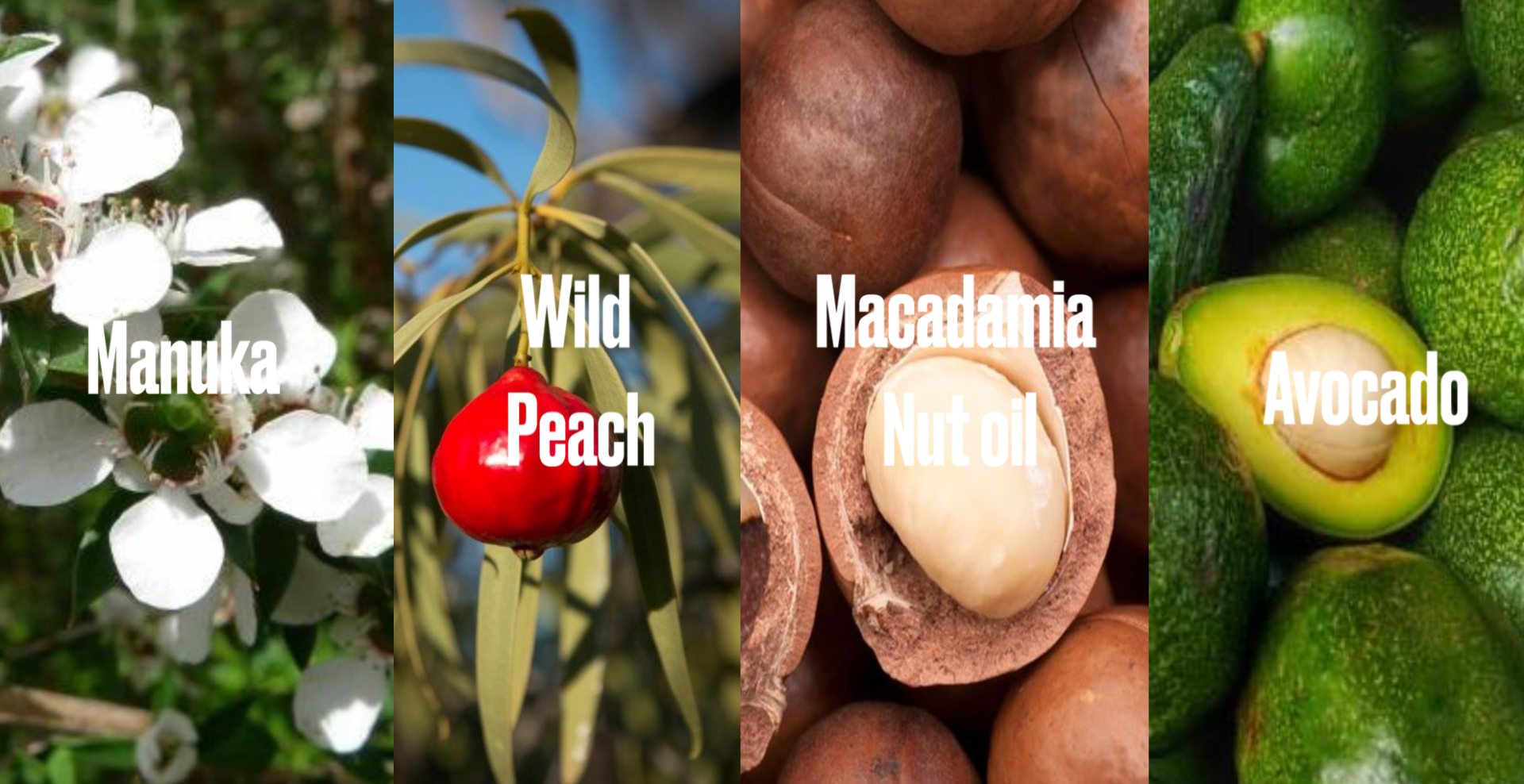 A collage of 4 different photos: a photo of manuka, wild peach, macadamia nut and avocado