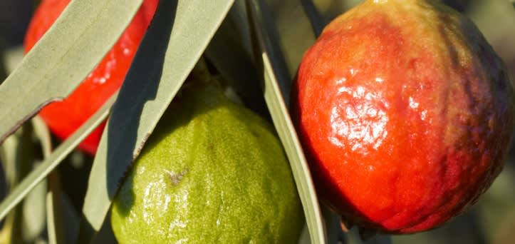 A photo of quandong peaches on a tree