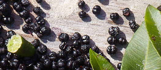A zoomed in photo of Australian Tasmanian Pepperberry