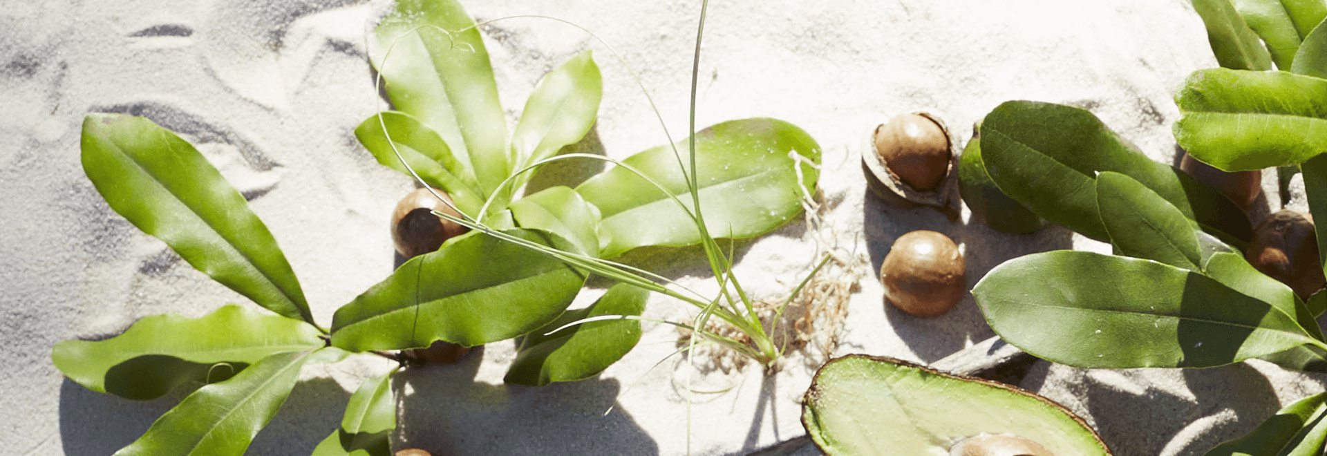 a photo of a lemon myrtle leafs on the beach