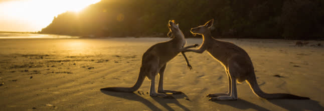 Two kangaroos on the beach intearacting to each other 