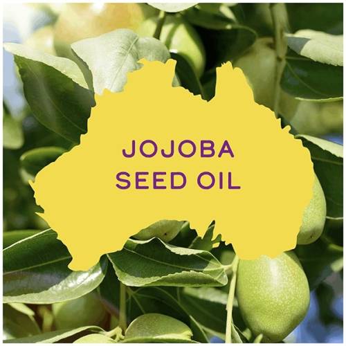 A picture of jojoba seeds on the tree and contour map of Australia.