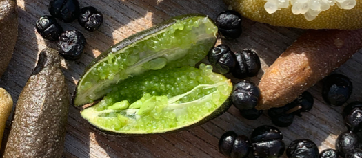 A zoomed in photo of Australian Caviar Lime
