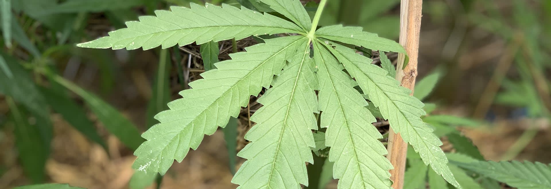 A photo of hemp leaves zoomed in