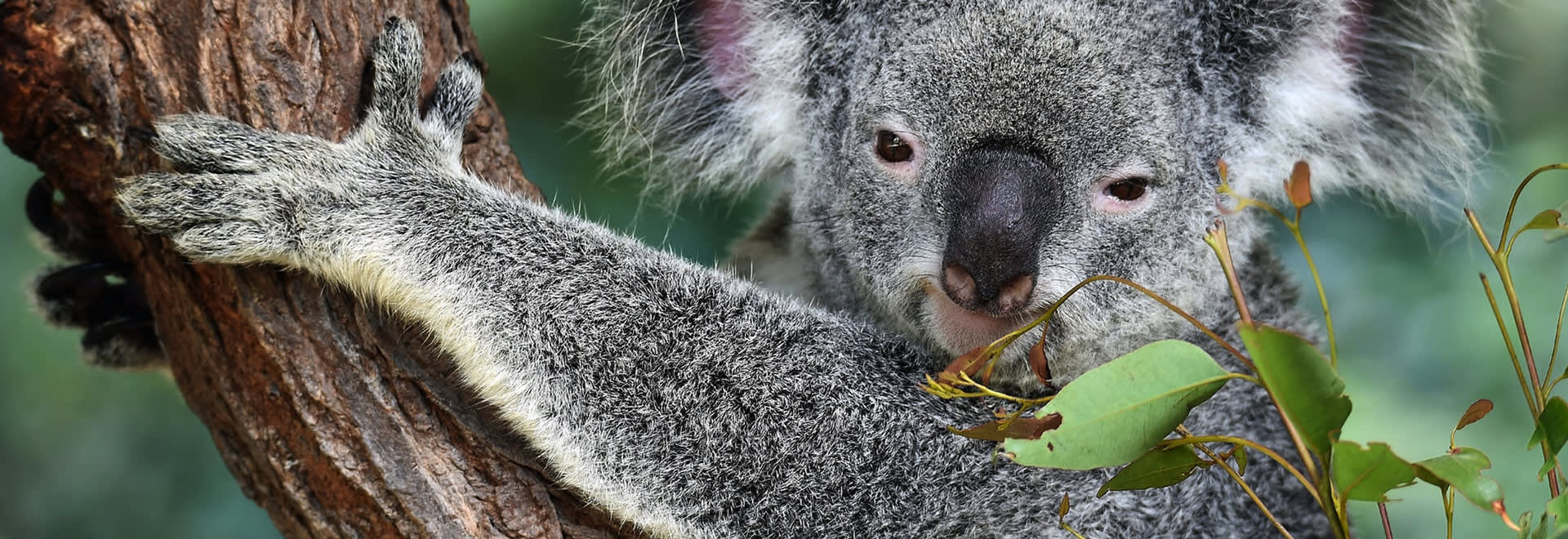 A picture of coala bear on the tree looking at the camera