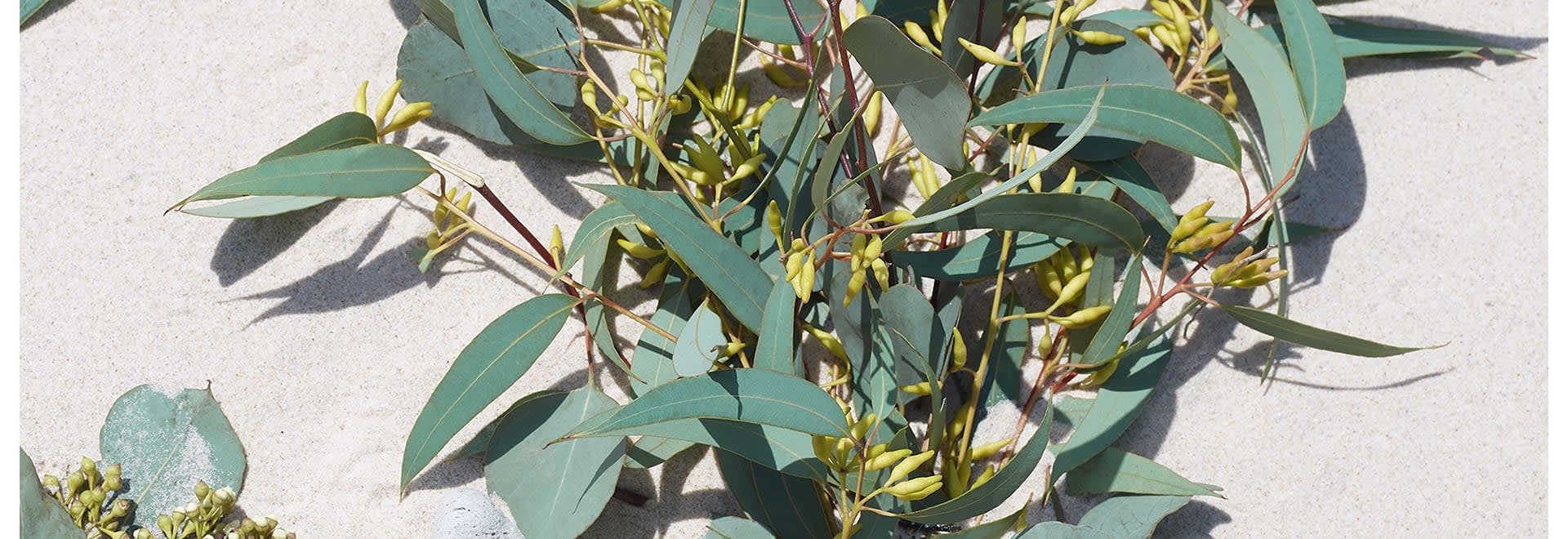 A photo of manuka leaves lying on the sand