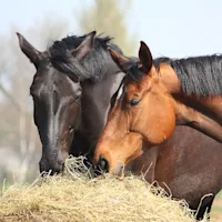 Weight gain in skinny horses