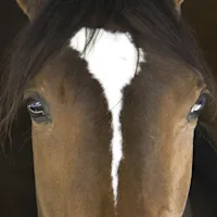 Barastoc Fibre-Beet Mash and Speedi-Beet: Are they Suitable for Horses with Ulcers and Those Prone to Colic?