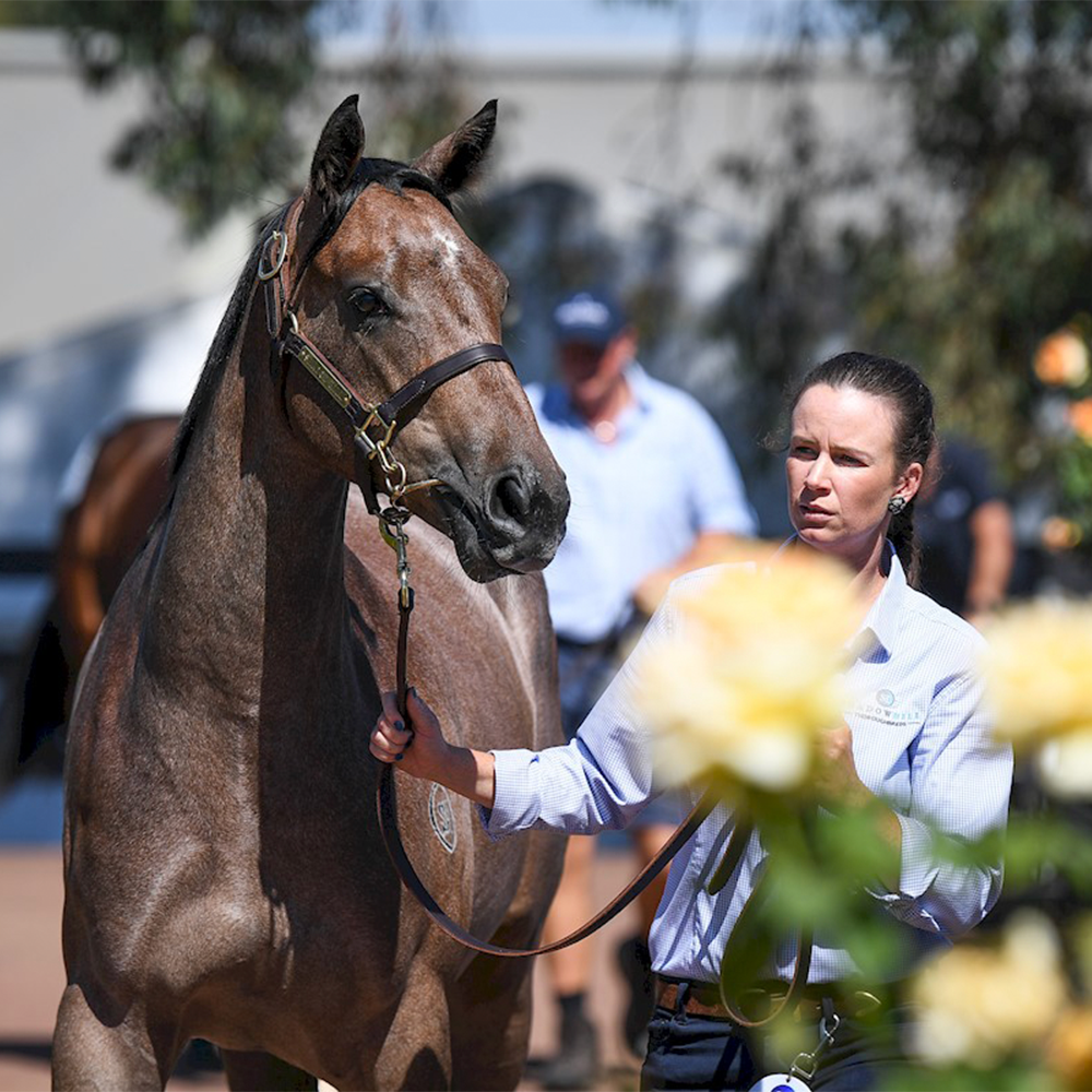 From sale ring to racetrack – Feeding during the training transition