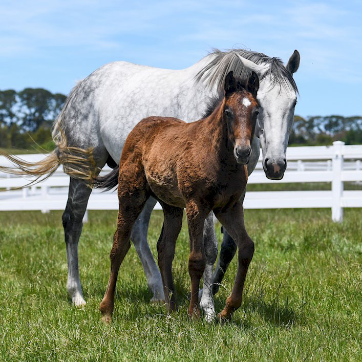 Getting broodmares ready for spring