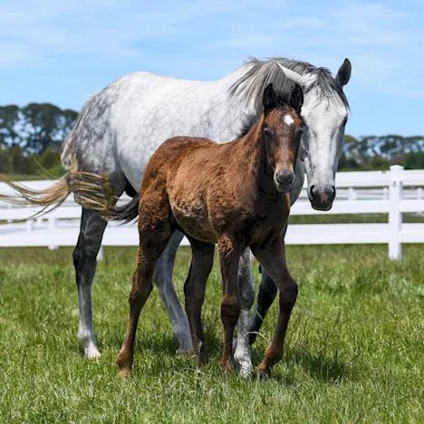 Getting broodmares ready for spring