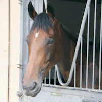 FAQ’s About Gastric Ulcers