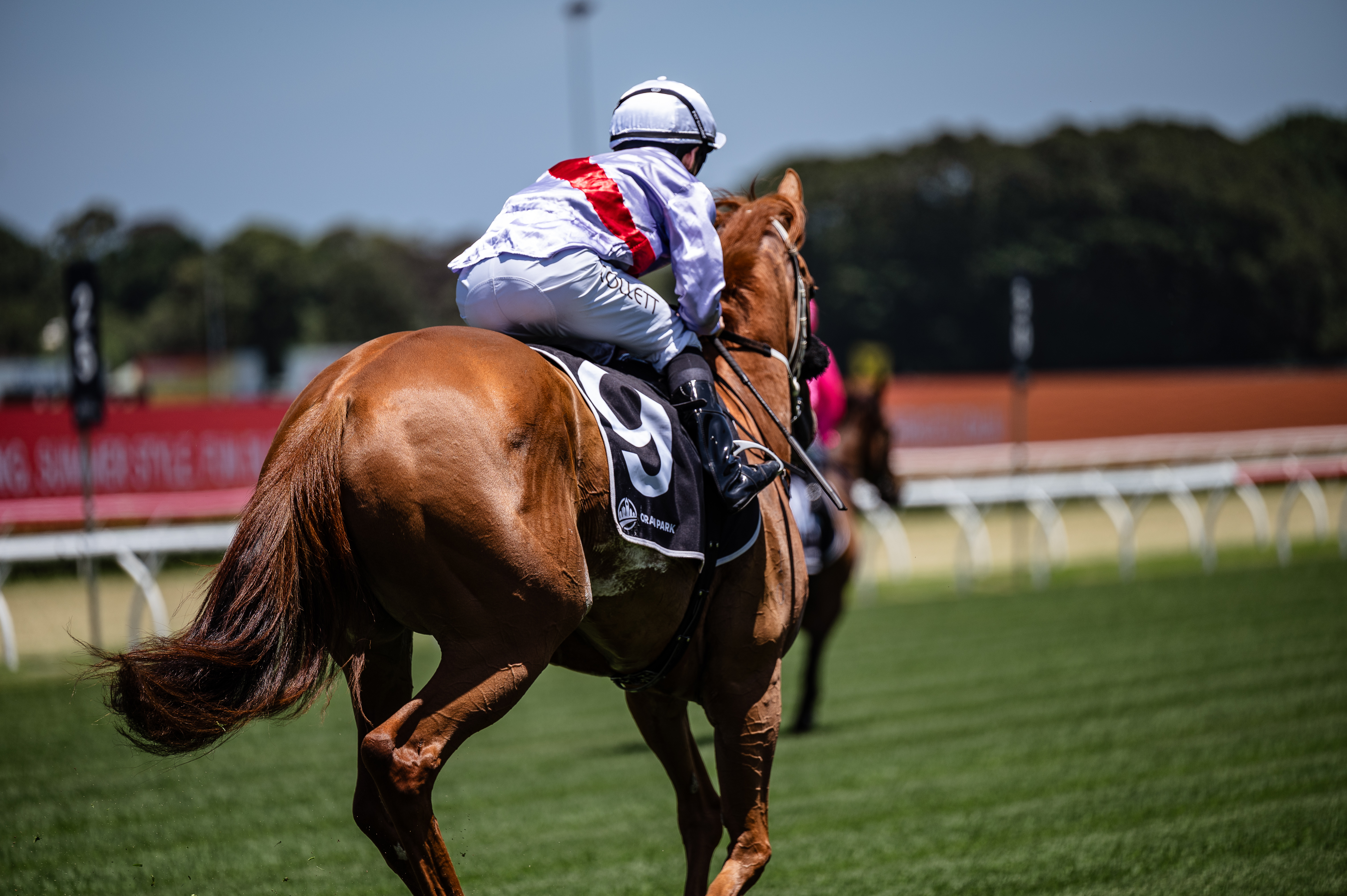 Diamond V® Postbiotics