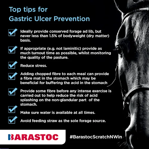 Equine Gastric Ulcer Syndrome