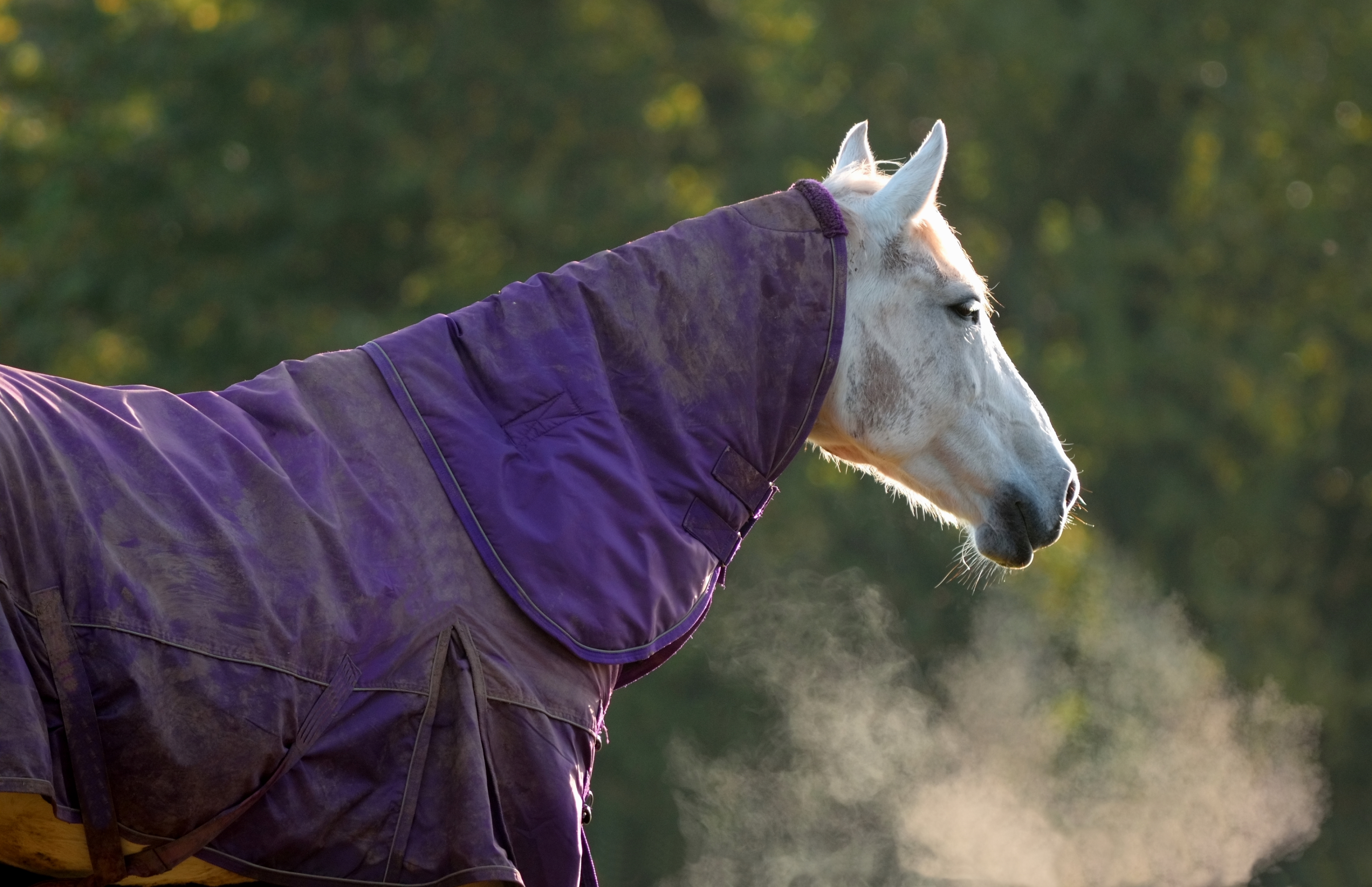 Winter Warmers: Keeping Senior Horses Healthy in the Cold
