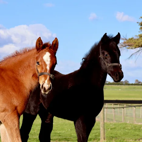 How to grow healthy young horses with Barastoc Low GI Cube