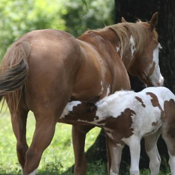 Managing Mares to Avoid Foal Rejection