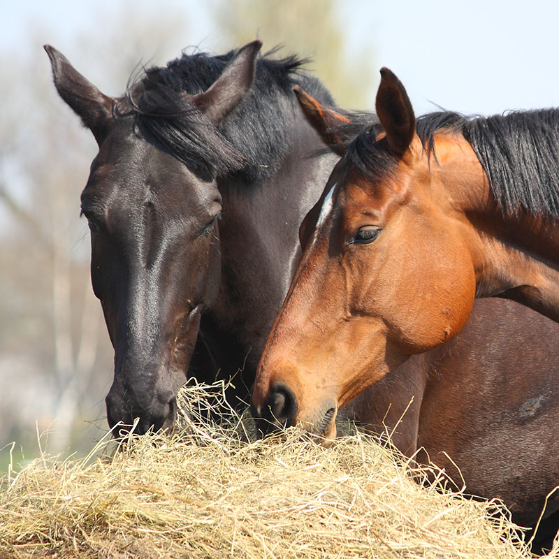 Feeding horses with a propensity for weight gain