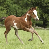 Feed Management and Developmental Orthopedic Disease in Horses