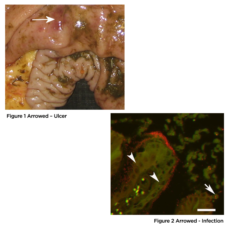 Ulceration of the Horse’s Gastro-Intestinal Tract